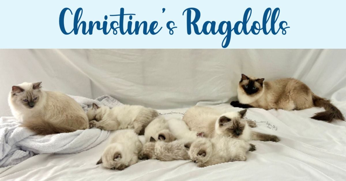 Home [christinesragdolls.com]